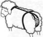 Preview: Vorfallbandage für Schafe einfache Ausführung
