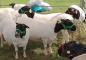 Preview: CAMELIDOS-HALFTER mit Shnap-ON und Dornschnalle für Schafe