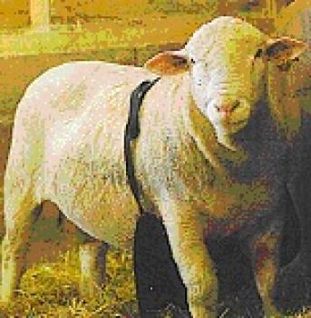 Antideckschürze für Schafe lang
