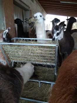 Kleine Doppelraufe mit Dach