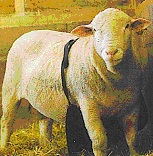 Antideckschürze Bockschürze aus Segeltuch f Schafe NEU 