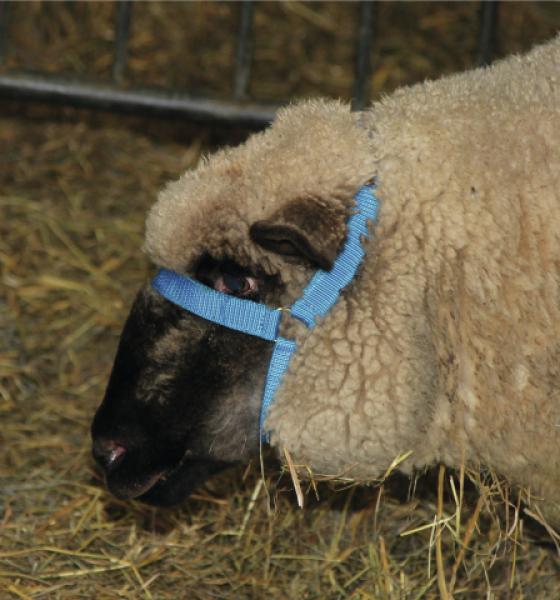 Kopfhalfter für Schafe und Böcke mit Kinngurt