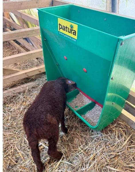 Futterautomat, für Lämmer, Schafe und Ziegen
