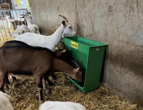 Futterautomat, für Lämmer, Schafe und Ziegen