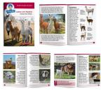 Benny Blu Wissensheft „Lamas und Alpakas“